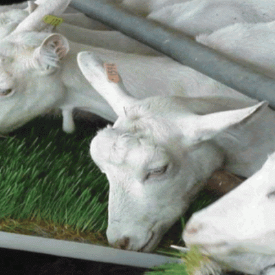 Três cabras brancas a comer relva verde