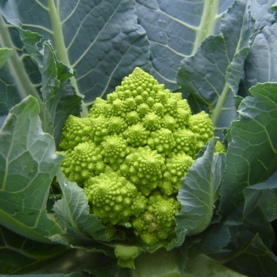 Brócolo romanesco verde com folhas verdes escuras em plantação.