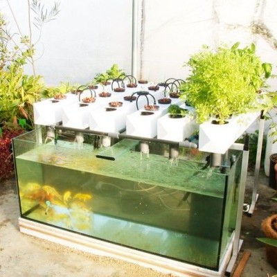 Sistema de aquaponia com tanque de vidro e plantas em tecido plástico branco