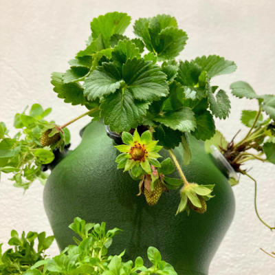 Vaso verde escuro com plantas de morango e folhas verdes em fundo branco