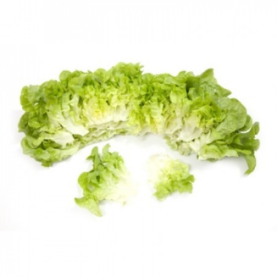 Alface crespa verde clara com folhas onduladas