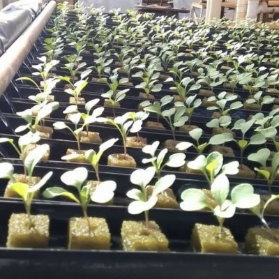 Muitas pequenas plantas em blocos de espuma num tabuleiro preto dentro de estufa