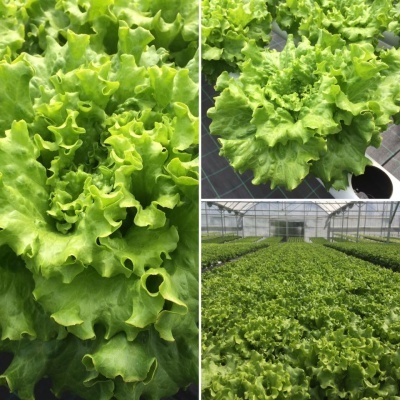 Alfaces verdes frescas em estufa, close-up, alface individual e campo de cultivo organizado.