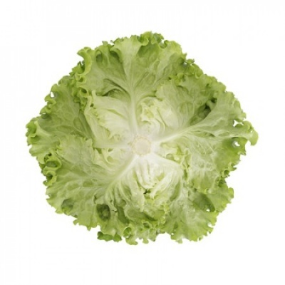 https://www.groho.pt/product/alface-batavia-verde-peletizada-alision