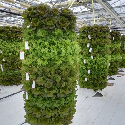 Sistemas verticais de cultivo com plantas verdes em estufa clara