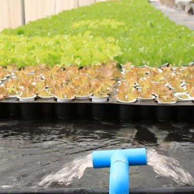 Cultivo hidropônico de plantas verdes em bandejas com tubo azul a regar.