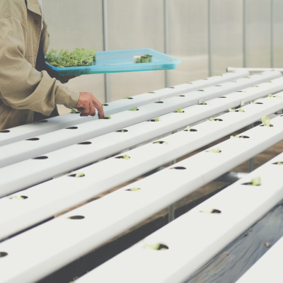 Sistema hidropónico com canais brancos e plantas jovens, pessoa a cuidar das plantas num ambiente fechado