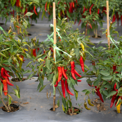 Plantas de pimento com frutos vermelhos e verdes, suportadas por estacas em ambiente agrícola
