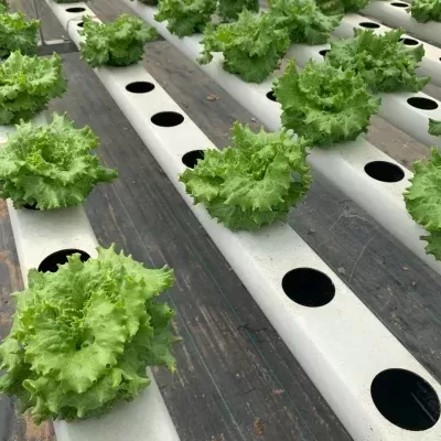 Plantas de alface verde em sistema hidropónico com tubos brancos