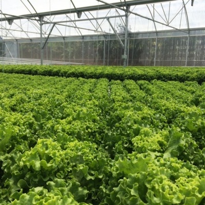 Estufa agrícola com fileiras de alface verde