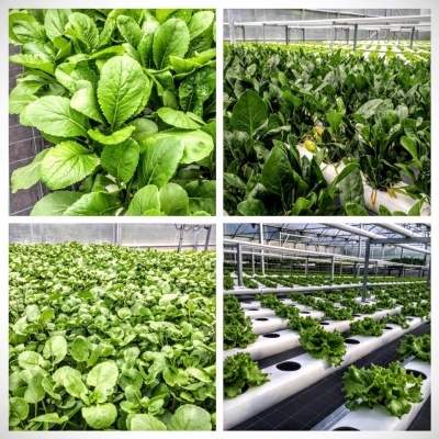 Cultivo hidropónico de alfaces e folhas verdes em estufa