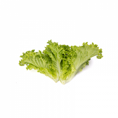 https://www.groho.pt/product/alface-batavia-verde-peletizada