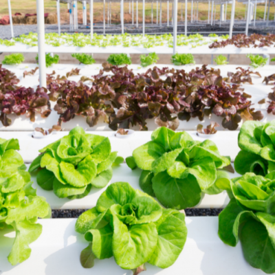 Alfaces verdes e roxas em cultivo hidropónico branco ao ar livre