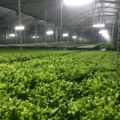 Estufa com fileiras de alfaces verdes e iluminação artificial