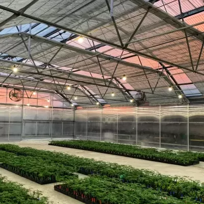 Estufa metálica translúcida com várias plantas em recipientes organizados em filas