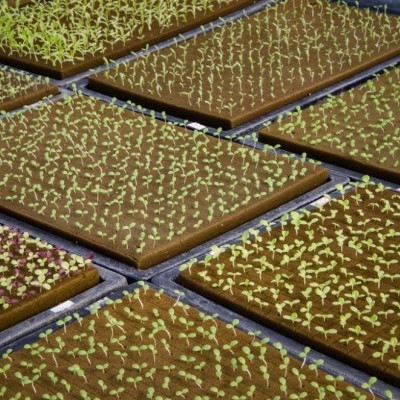 Placas retangulares com plantas verdes pequenas brotando em solo castanho