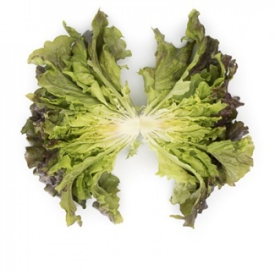 Metade de uma alface mostrada em fundo branco