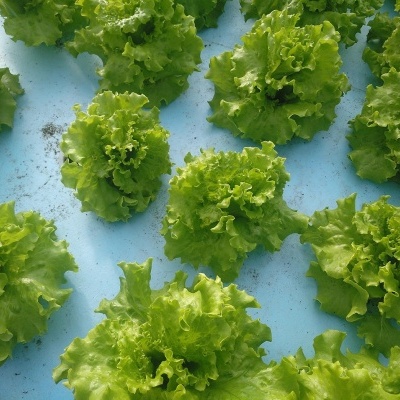 Cabeças de alface verde sobre superfície azul clara