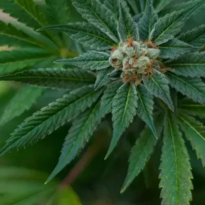 Planta de cannabis com folhas verdes e flor central coberta de tricomas.