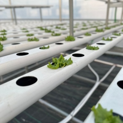 Sistema hidropónico com tubos brancos e pequenas plantas verdes