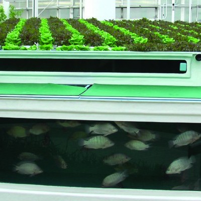 Aquário branco com peixes pequenos e plantas verdes ao fundo