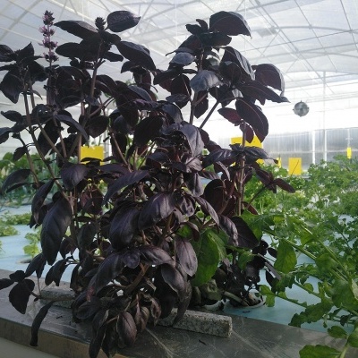 Planta com folhas roxas escuras numa estufa com outras plantas verdes