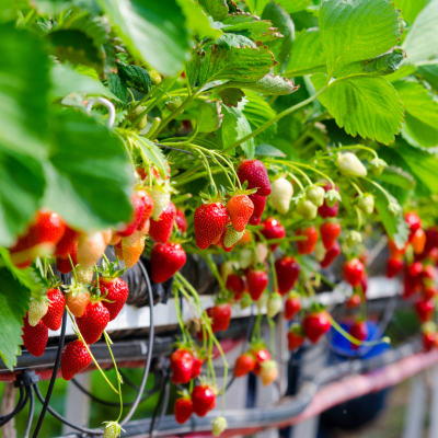 Plantas de morango com frutos maduros e verdes em estufa