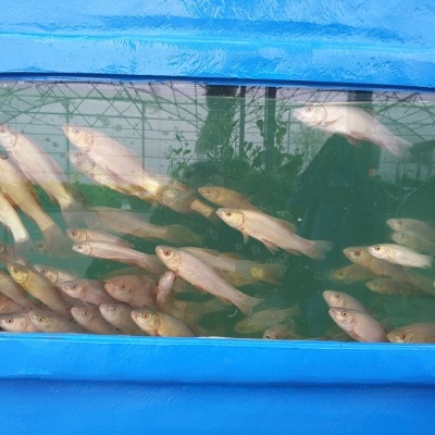 peixes pequenos em tanque de vidro azul