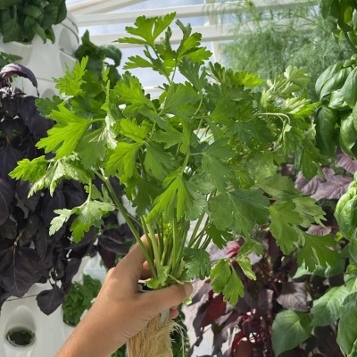 Mão a segurar ramo de salsa fresca com raízes expostas em cultivo hidropónico