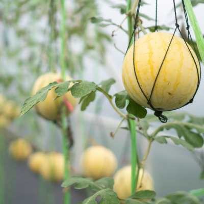 Melões amarelos pendurados em redes verdes numa estufa