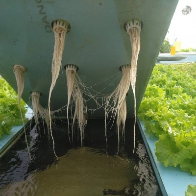 Sistema hidropónico com alfaces e raízes suspensas