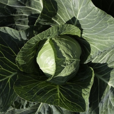 Repolho verde com folhas largas e enrugadas