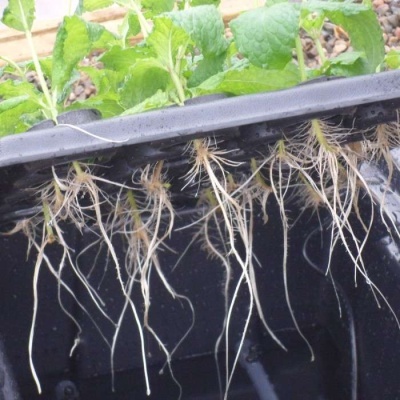 Planta com raízes visíveis suspensa sobre recipiente preto num ambiente exterior