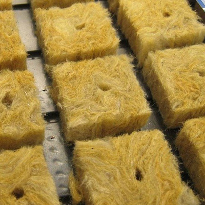 Blocos de lã mineral amarelos em bandeja preta para cultivo