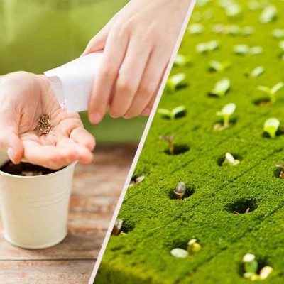 Mãos a plantar sementes em vaso branco e quadro de cultivo com plantas pequenas germinando