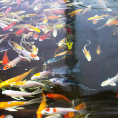 Vários peixes coloridos nadando em água clara