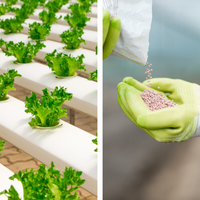 Sistema hidropónico com alfaces e luvas segurando fertilizante em grânulos cor de rosa