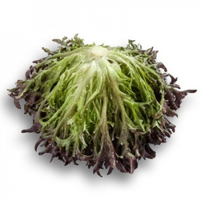 https://www.groho.pt/product/alface-frisada-roxa