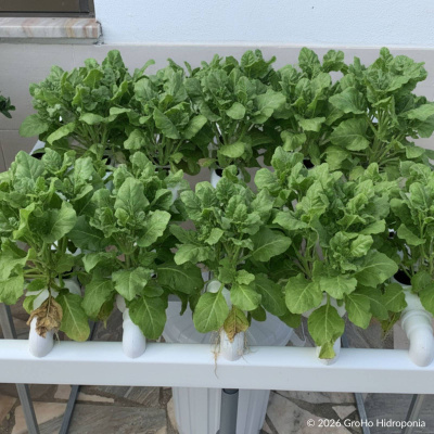 https://www.groho.pt/product/horta-caseira-horizontal-60plantas