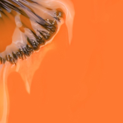 Fatia de fruta escura com sementes em fundo laranja