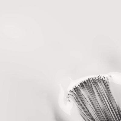 Flor branca com nervuras marrons num fundo branco