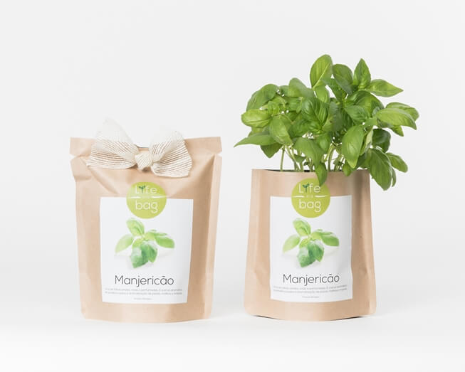 Uma horta em casa, a vida a germinar Dois sacos de papel para cultivo de manjericão, um com planta verde e outro fechado com laço
