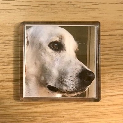 Peça acrílica com fotografia de cão branco de perfil