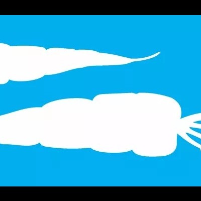 Desenho de duas cenouras brancas num fundo azul