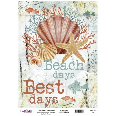 Ilustração decorativa de praia com conchas, estrela do mar, corais e texto 'Beach days Best days'