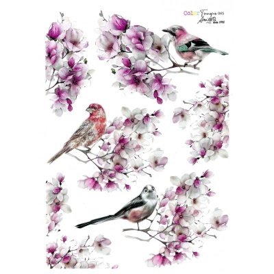 Pássaros coloridos em ramos floridos com fundo branco e texto 'Color Télécharger 005 Jocolor MD8'