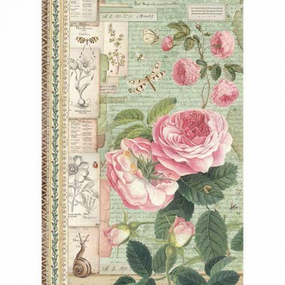 Ilustração botânica vintage de rosas cor-de-rosa com textos manuscritos e desenhos pequenos.