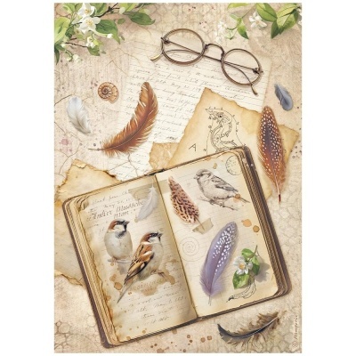 Livro aberto com desenhos de pássaros e penas, folhas envelhecidas, concha, óculos e flores brancas sobre superfície bege
