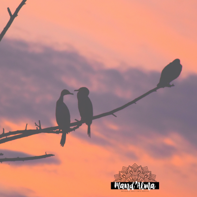 Silhuetas de pássaros num ramo ao pôr do sol com céu alaranjado e roxo