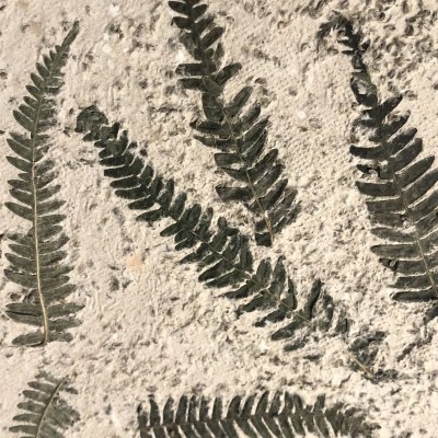 Folhas de samambaia prensadas sobre pedra clara